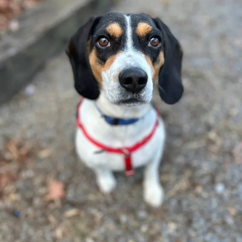 An adult medium-sized male White / Cream Beagle dog named Elvis for adoption in Berkeley Springs, WV