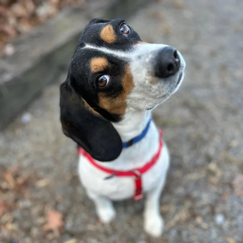Elvis thumbnail 2