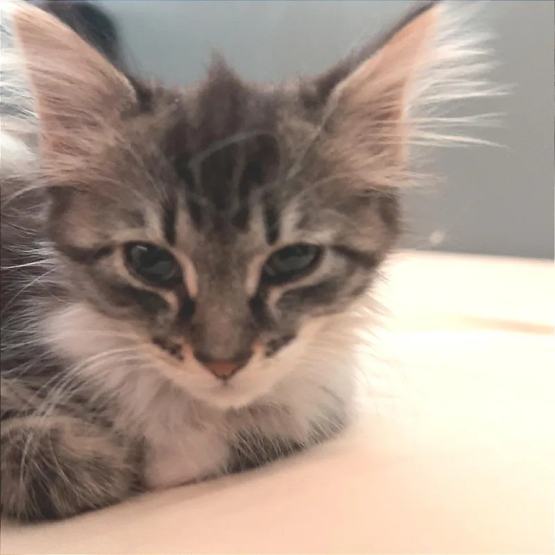 A baby small-sized female Brown / Chocolate Domestic Medium Hair cat named Awake and Confused for adoption in Fredericksburg, VA