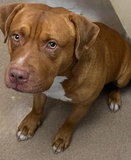 An adult extra large-sized male Mixed Breed dog named Bailex for adoption in Chamblee, GA