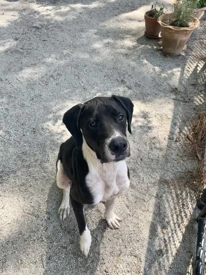 An adult large-sized male Black Mixed Breed dog named Marley for adoption in Georgetown, SC