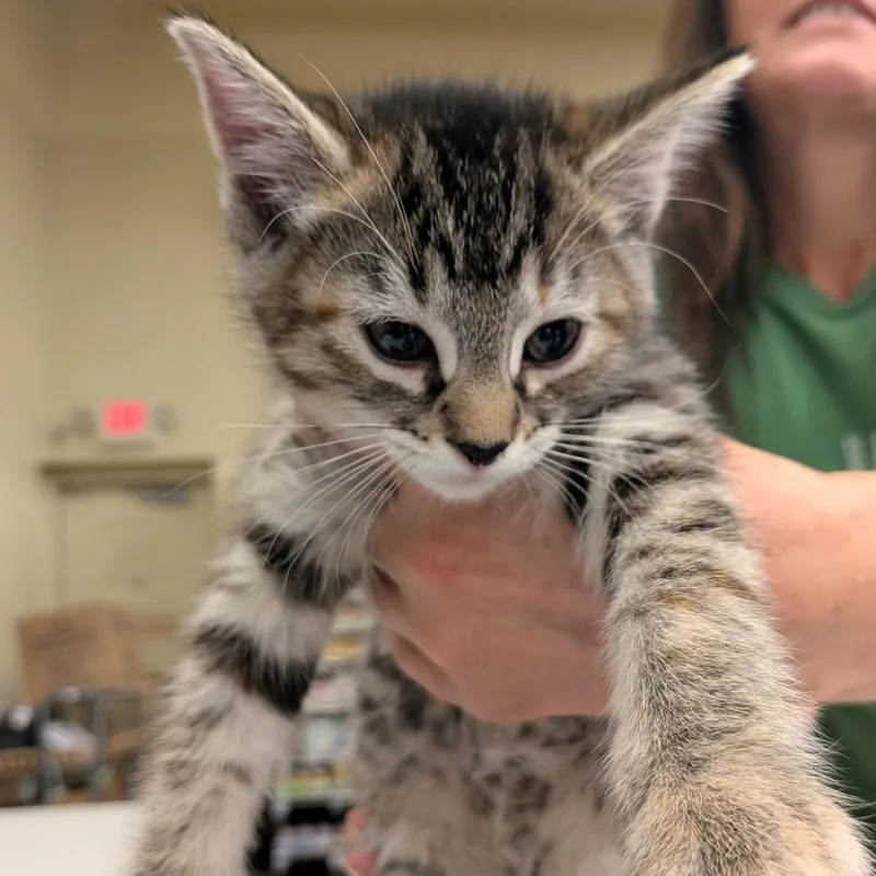 A baby small-sized female Brown / Chocolate Domestic Short Hair cat named Raya for adoption in Layton, UT