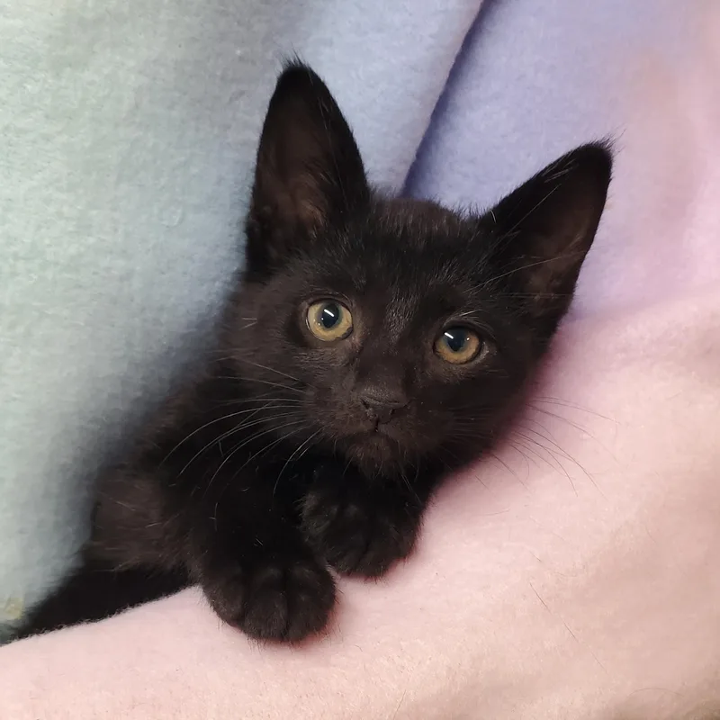 A baby medium-sized male Black Domestic Short Hair cat named Mocha for adoption in Marseilles, IL