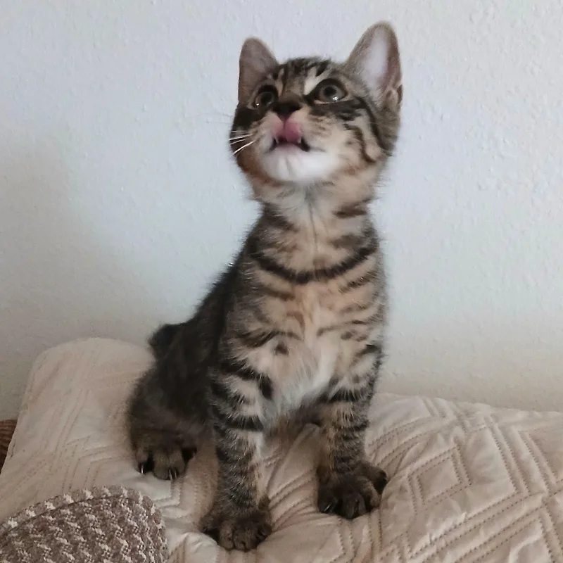 Waldo