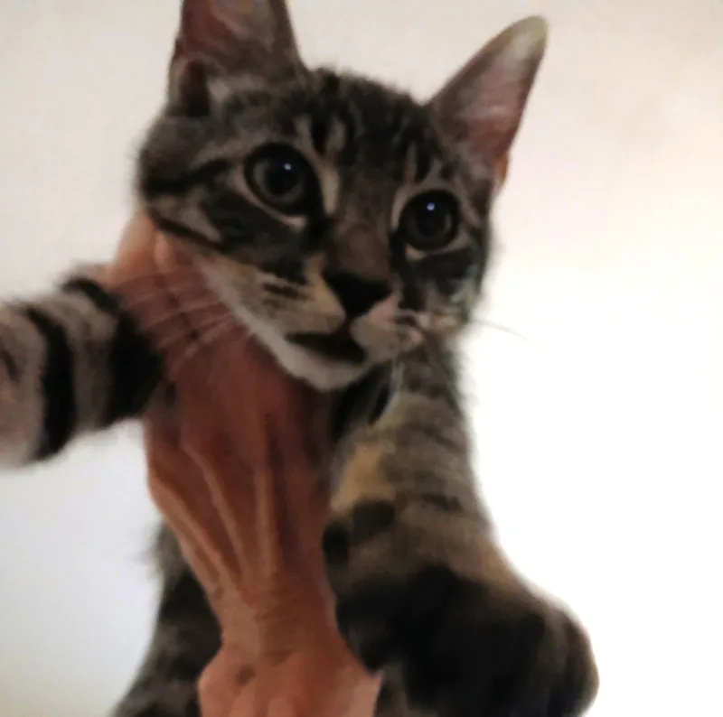 Waldo thumbnail 5
