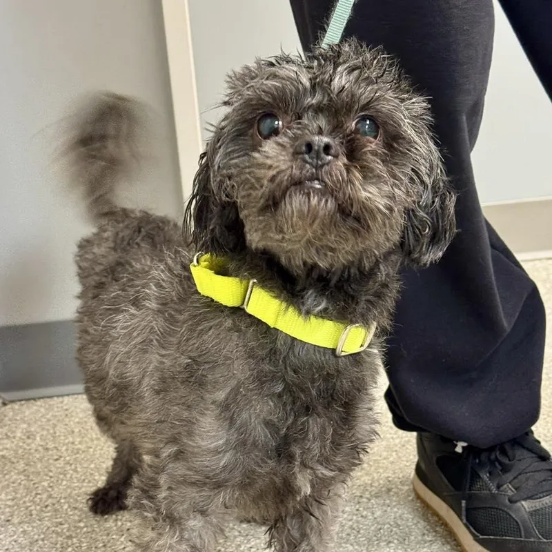 An adult small-sized male Shih Tzu dog named Bentley for adoption in Whitehall, PA