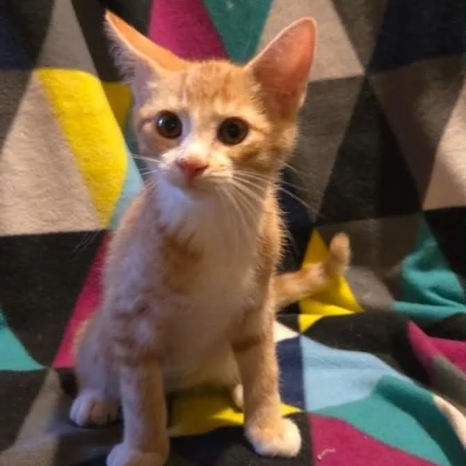 A baby medium-sized female Orange / Red Tabby cat named Miley for adoption in Wyandotte, MI