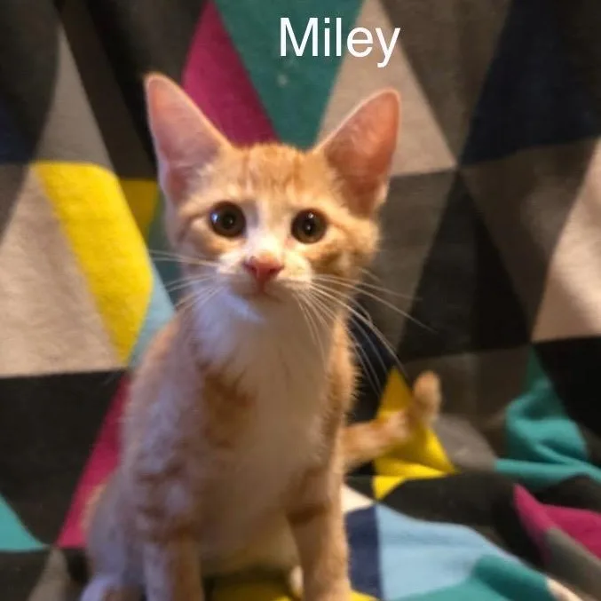 Miley thumbnail 3