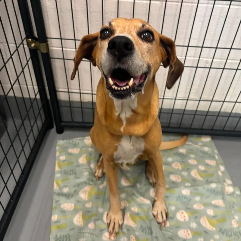 A senior medium-sized female Yellow / Tan / Blond / Fawn Hound dog named Patsie for adoption in Rocky Mount, VA