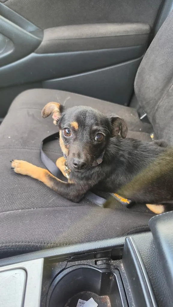 A young medium-sized female Chihuahua dog named Yalu for adoption in Fort Lupton, CO