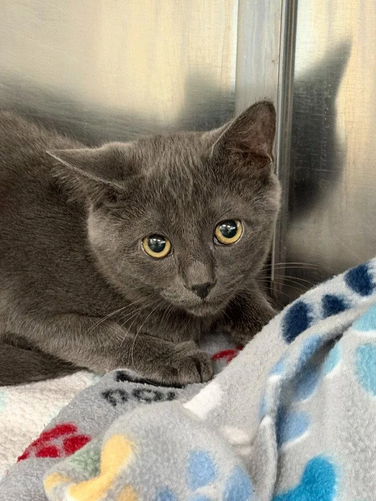 A baby medium-sized male Domestic Short Hair cat named Cameron for adoption in St. Helens, OR