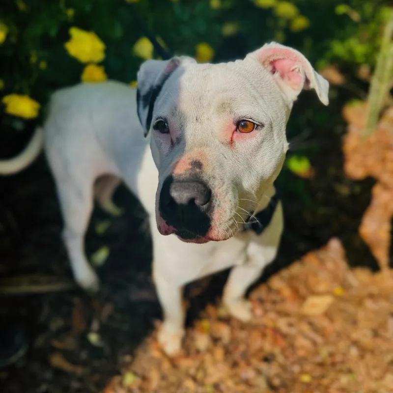 Victoria thumbnail 2