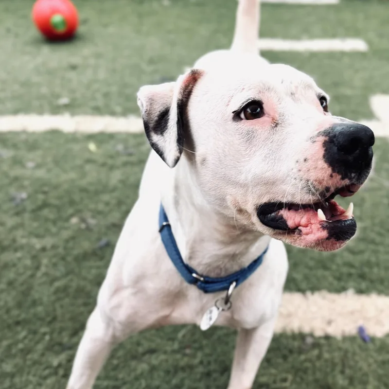 Victoria thumbnail 3