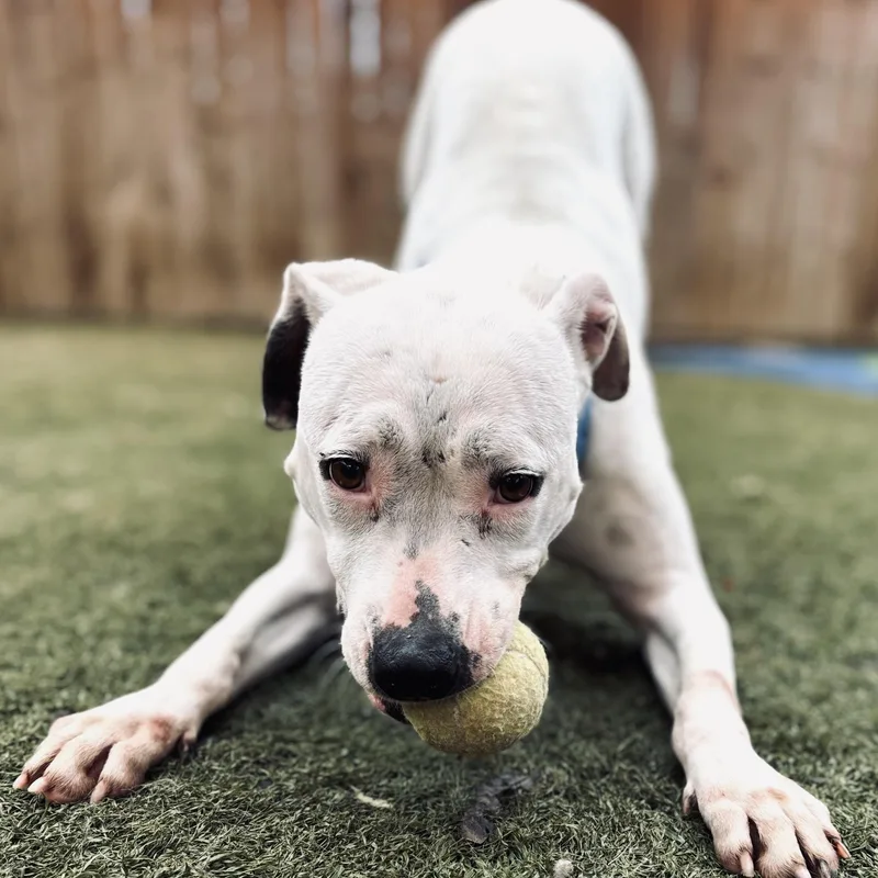 Victoria thumbnail 4