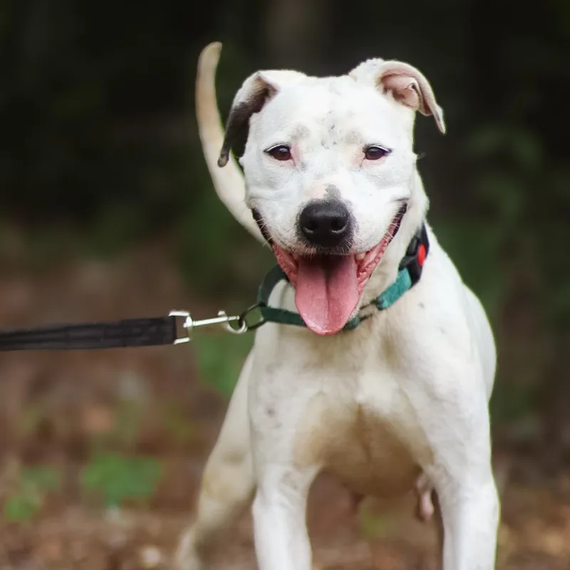 Victoria thumbnail 5