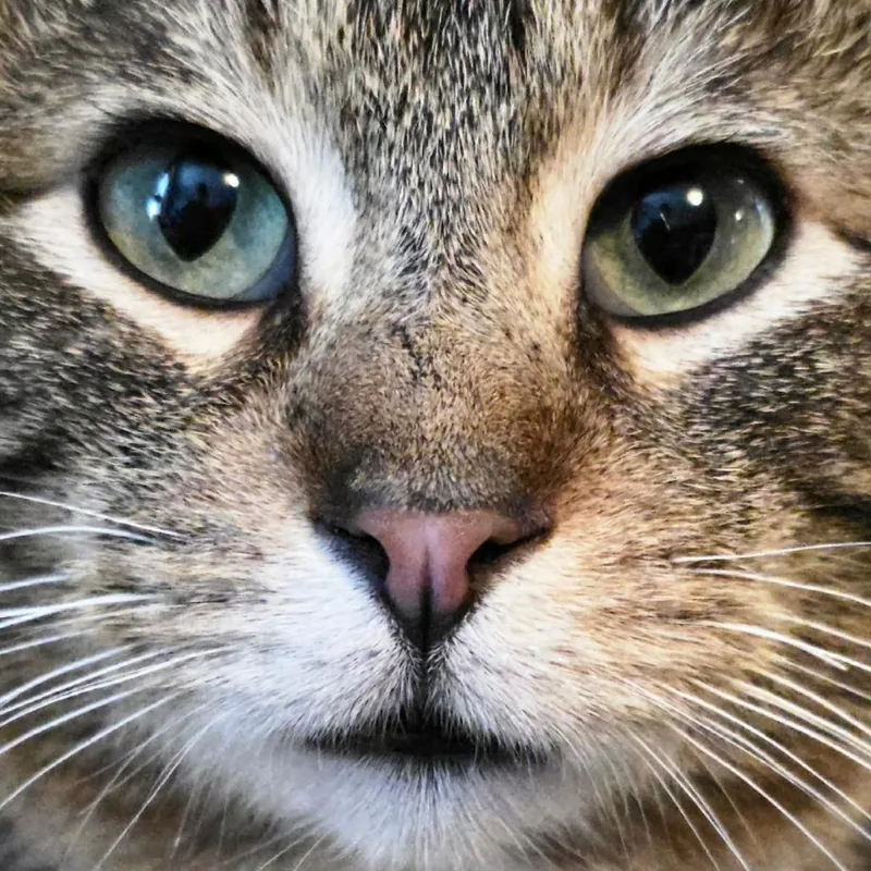 Clark Griswold thumbnail 2