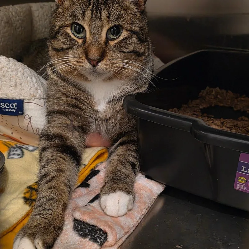 Clark Griswold thumbnail 3