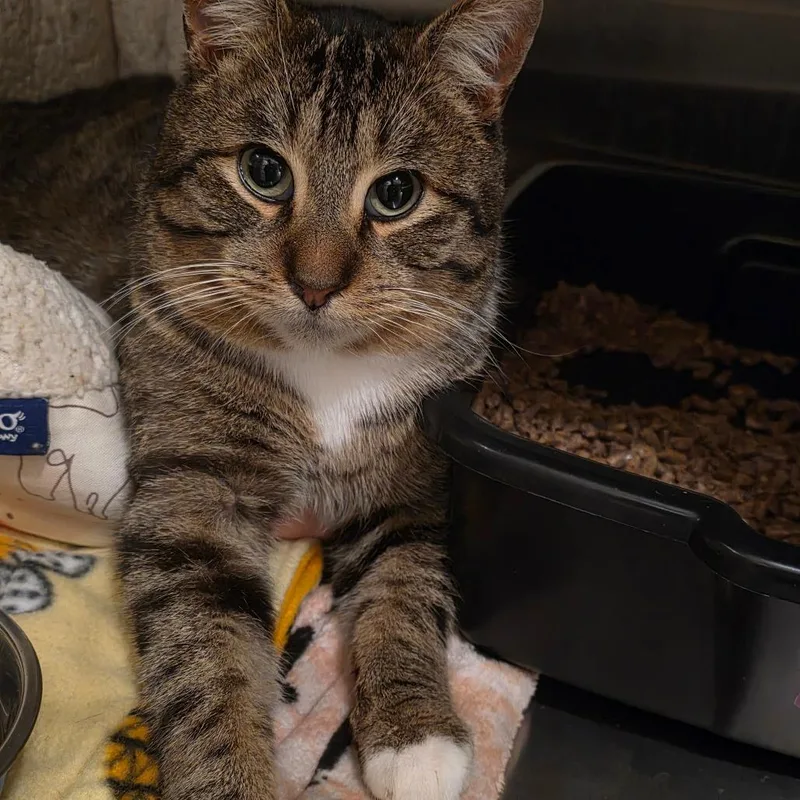 Clark Griswold thumbnail 5