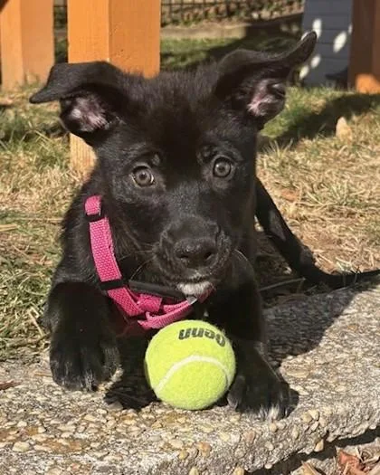 Partridge thumbnail 3