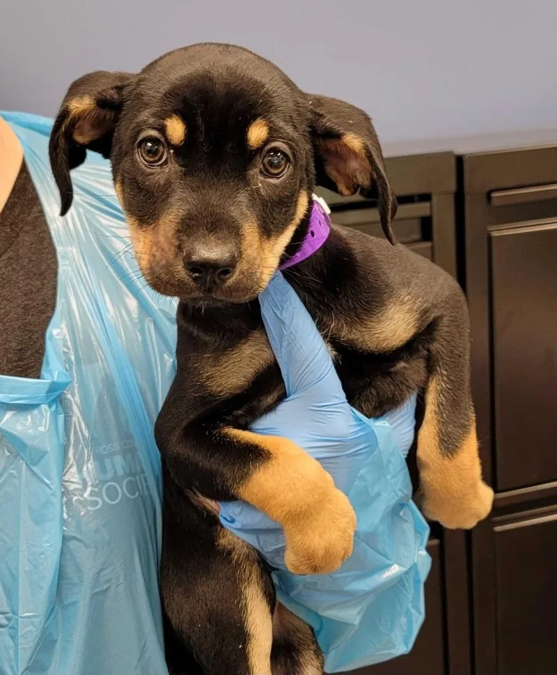A baby medium-sized female Mixed Breed dog named Flag Day for adoption in Chillicothe, OH