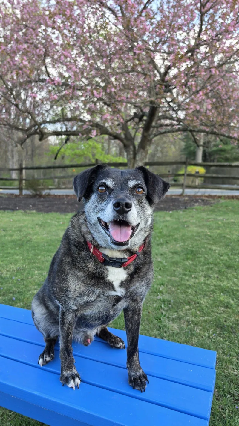 An adult medium-sized male Terrier dog named OllieAlabama for adoption in Rockaway, NJ