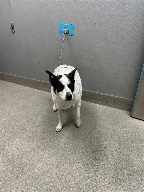 An adult large-sized female Australian Cattle Dog / Blue Heeler dog named Bella Bae for adoption in Las Vegas, NV