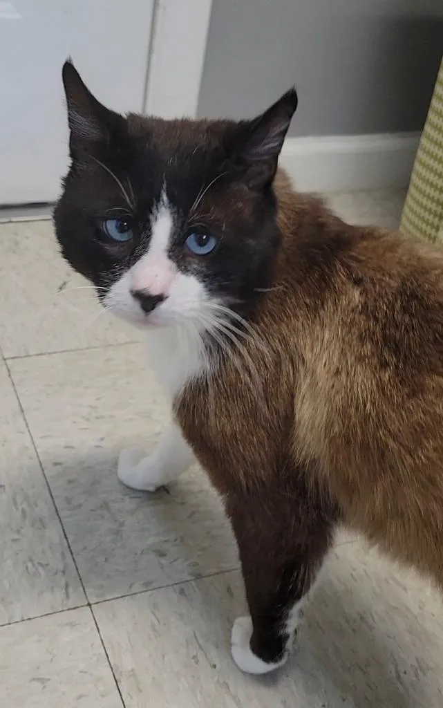 An adult medium-sized male Siamese cat named Big Lou for adoption in Sandusky, OH
