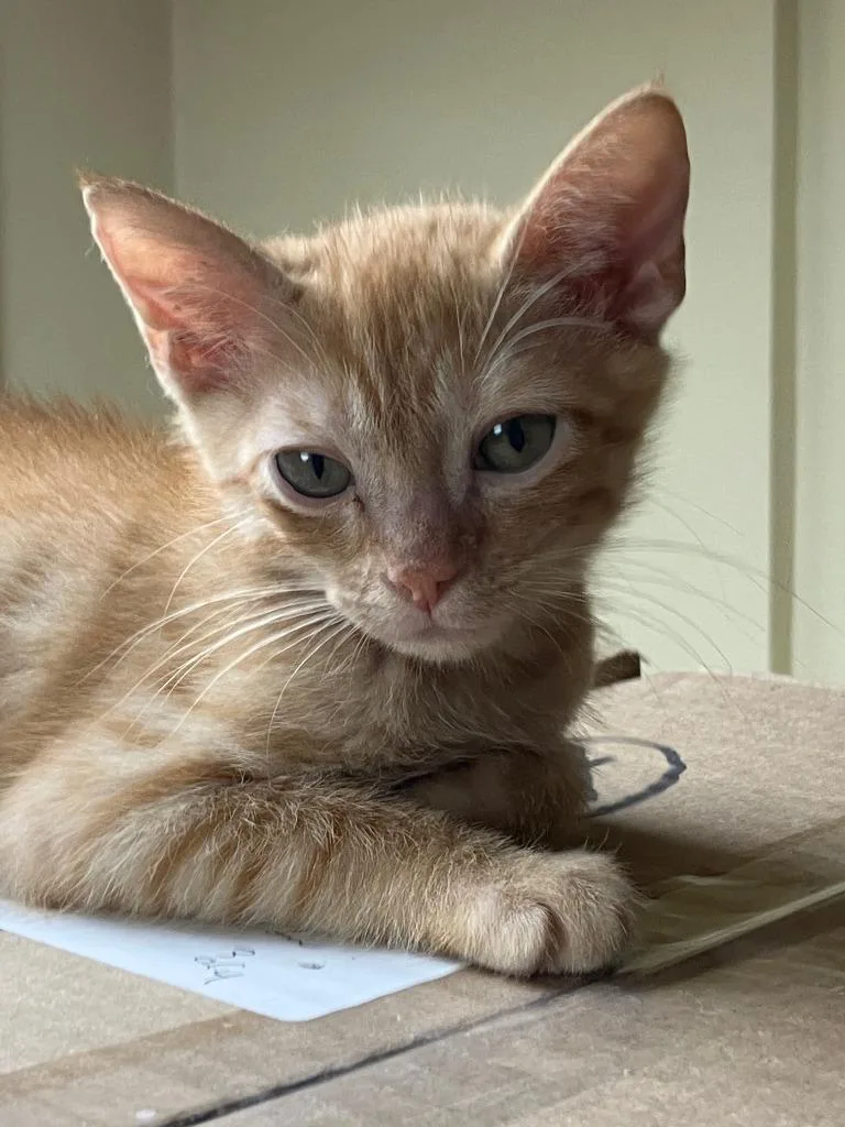 A baby small-sized male Domestic Short Hair cat named Billy for adoption in Lunenburg, MA