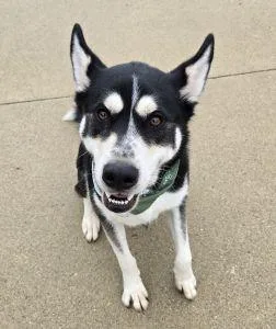 An adult large-sized male Siberian Husky dog named Kimbo for adoption in Bucyrus, OH