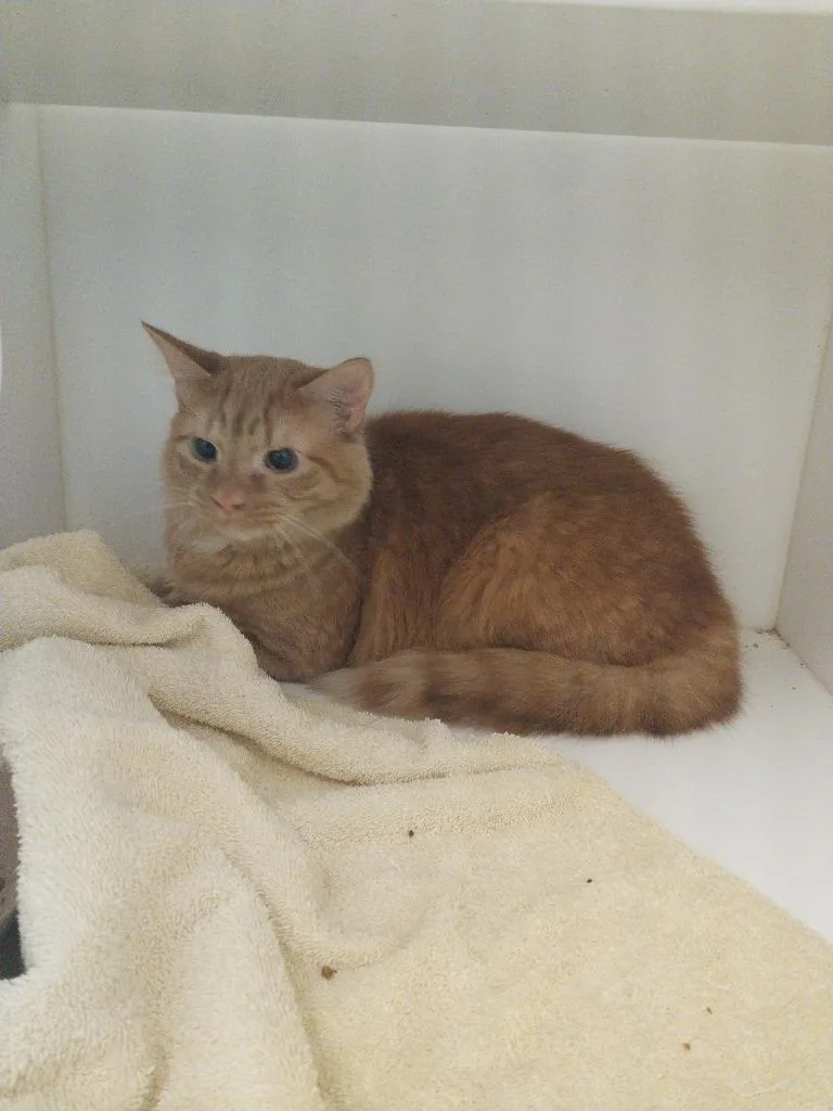 A young small-sized male Domestic Short Hair cat named Geo for adoption in Oxford, NC