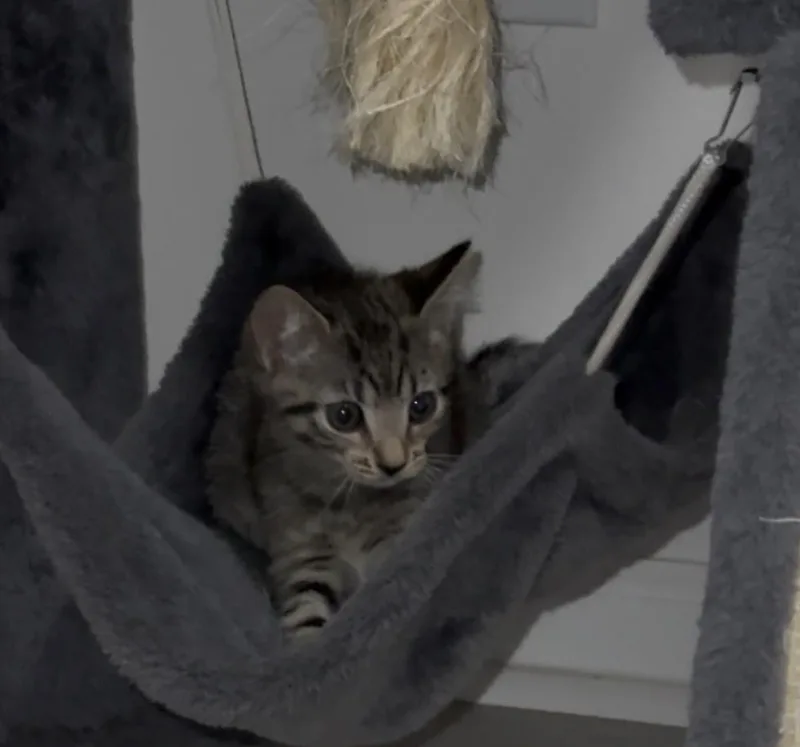 A baby small-sized female Brown / Chocolate Domestic Short Hair cat named Pia for adoption in Saint Augustine, FL