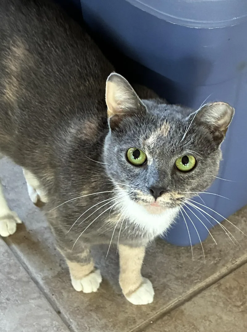 A young medium-sized female Dilute Calico Domestic Short Hair cat named Juliet for adoption in Lemoyne, PA