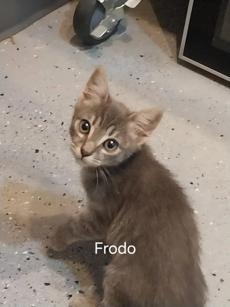 A baby small-sized male Domestic Short Hair cat named Frodo for adoption in Saint George, UT