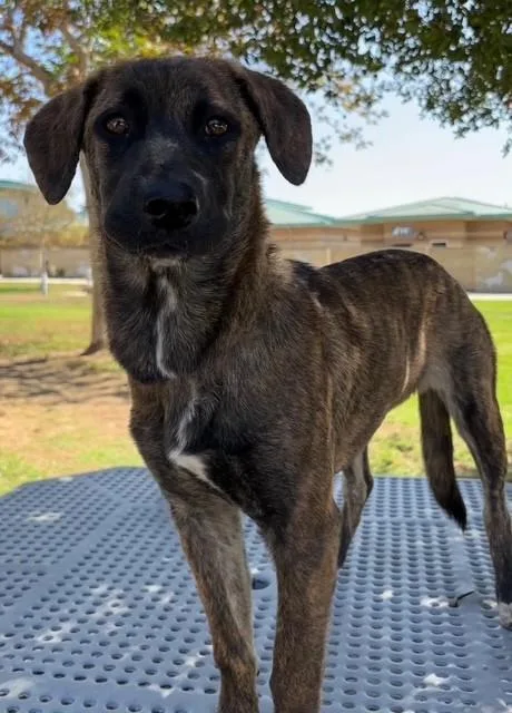 An adult small-sized female Mastiff dog named Betty for adoption in Riverside, CA