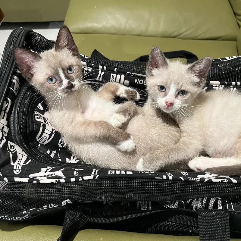 A baby small-sized male Seal Point Siamese cat named Zena & Zelda Bonded for adoption in Boca Raton, FL
