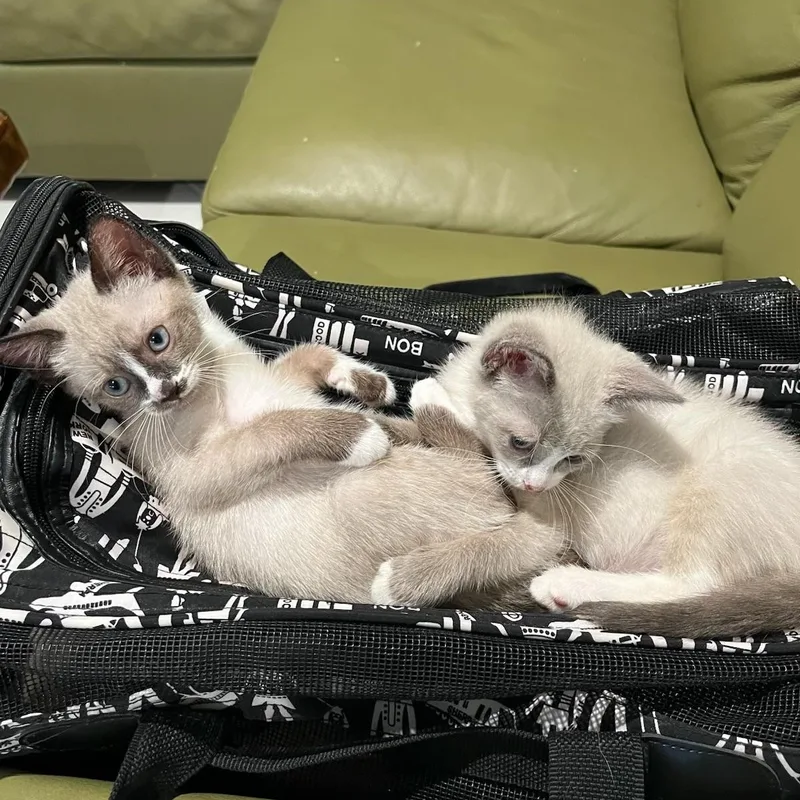Zena & Zelda Bonded thumbnail 2