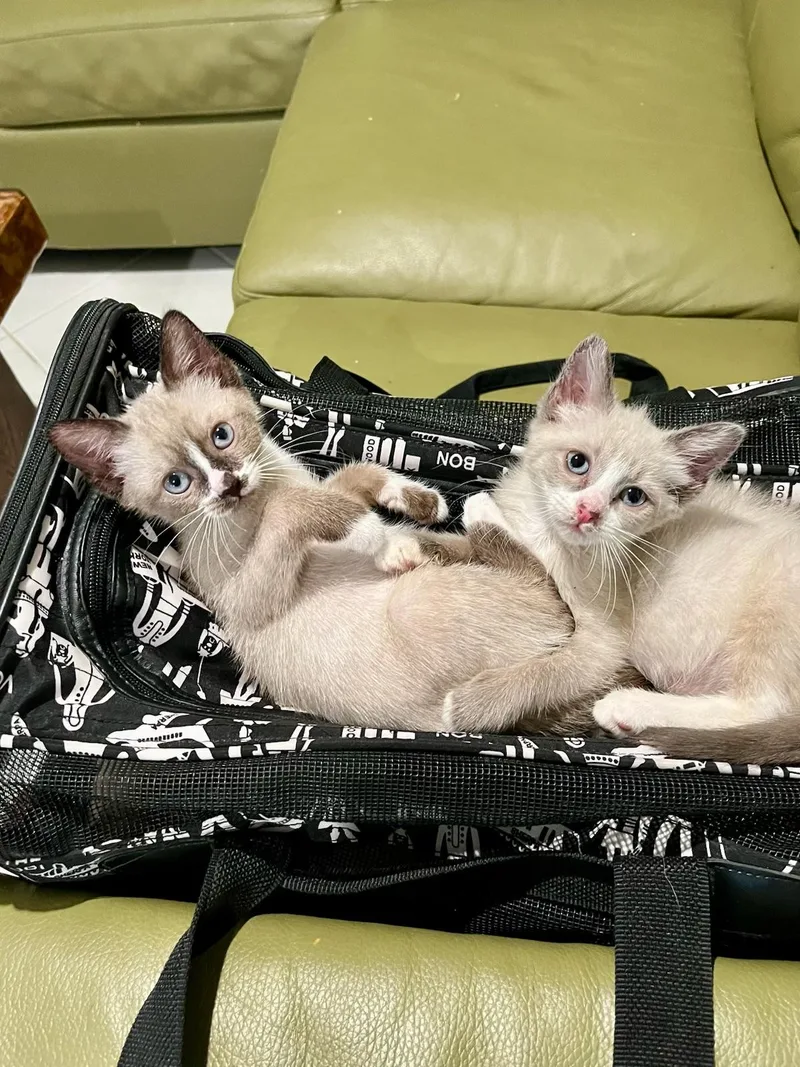 Zena & Zelda Bonded thumbnail 3