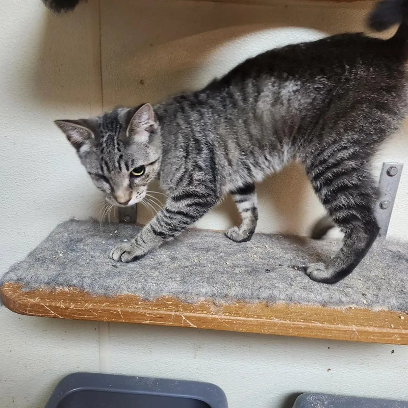 A baby small-sized female Domestic Short Hair cat named Biscuit for adoption in Walnutport, PA
