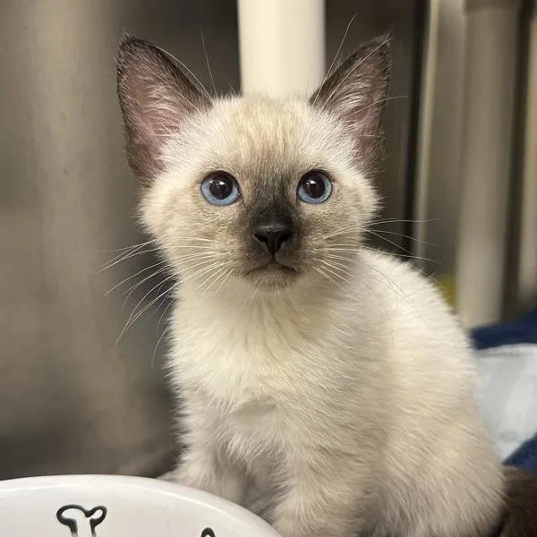 A baby small-sized female Siamese cat named Kopis for adoption in Walnut Creek, CA
