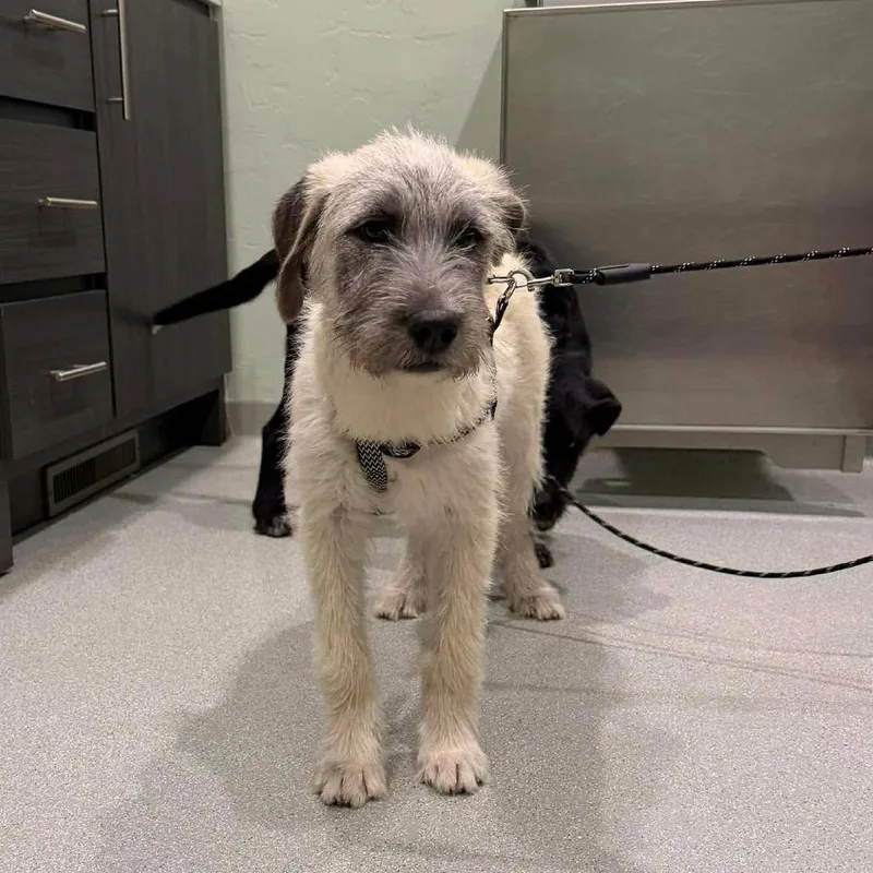 A baby medium-sized female White / Cream Mixed Breed dog named Lennox for adoption in Oxford, ME