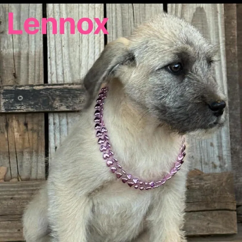 Lennox thumbnail 3