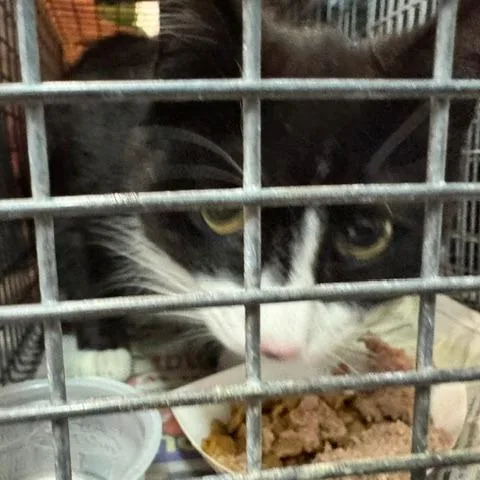 An adult medium-sized female Black Domestic Short Hair cat named Cher for adoption in Abingdon, MD