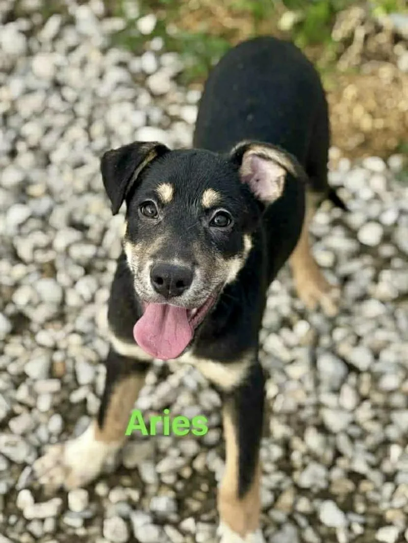 Aries thumbnail 2
