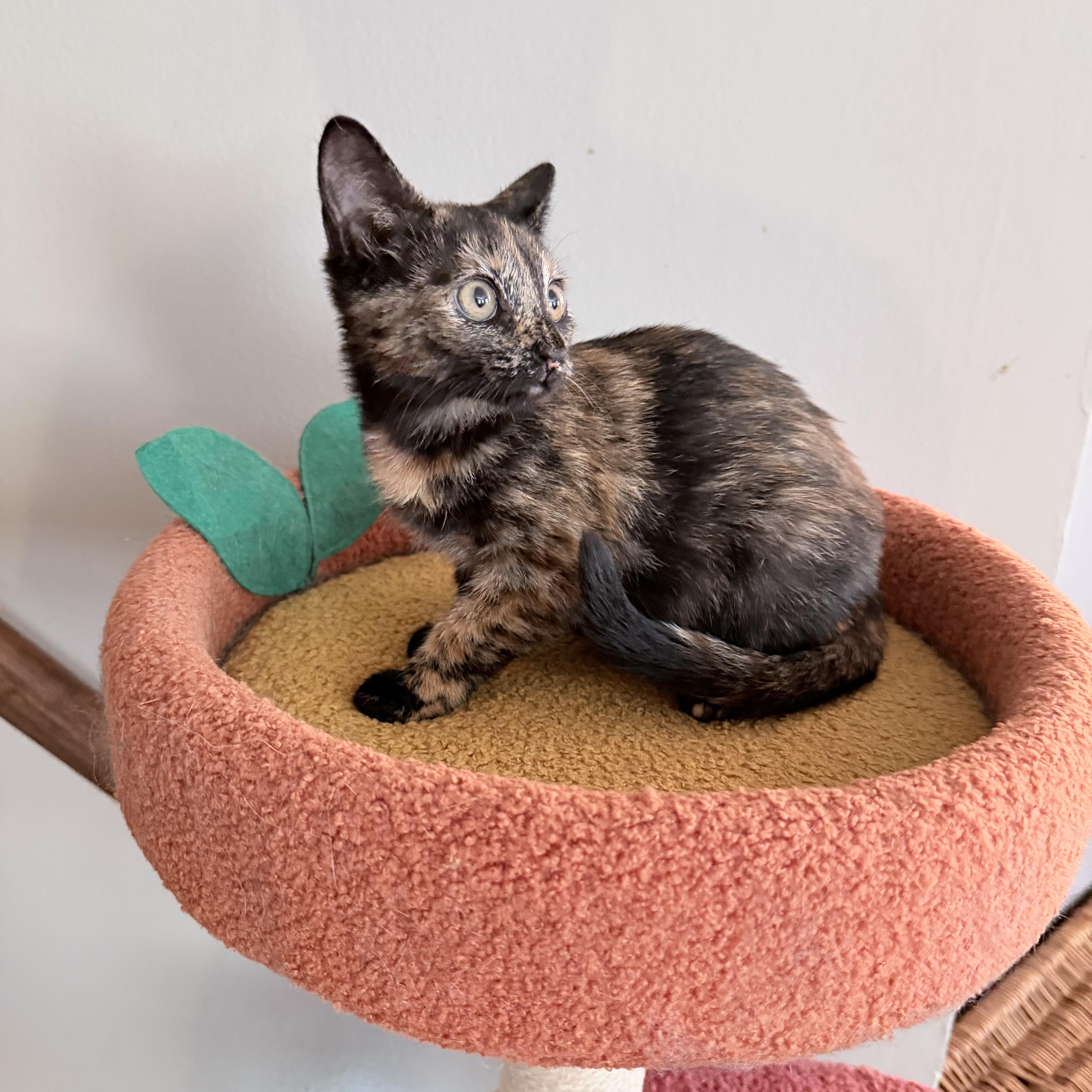 A baby medium-sized female Tortoiseshell Domestic Short Hair cat named Caboose for adoption in Seneca, SC