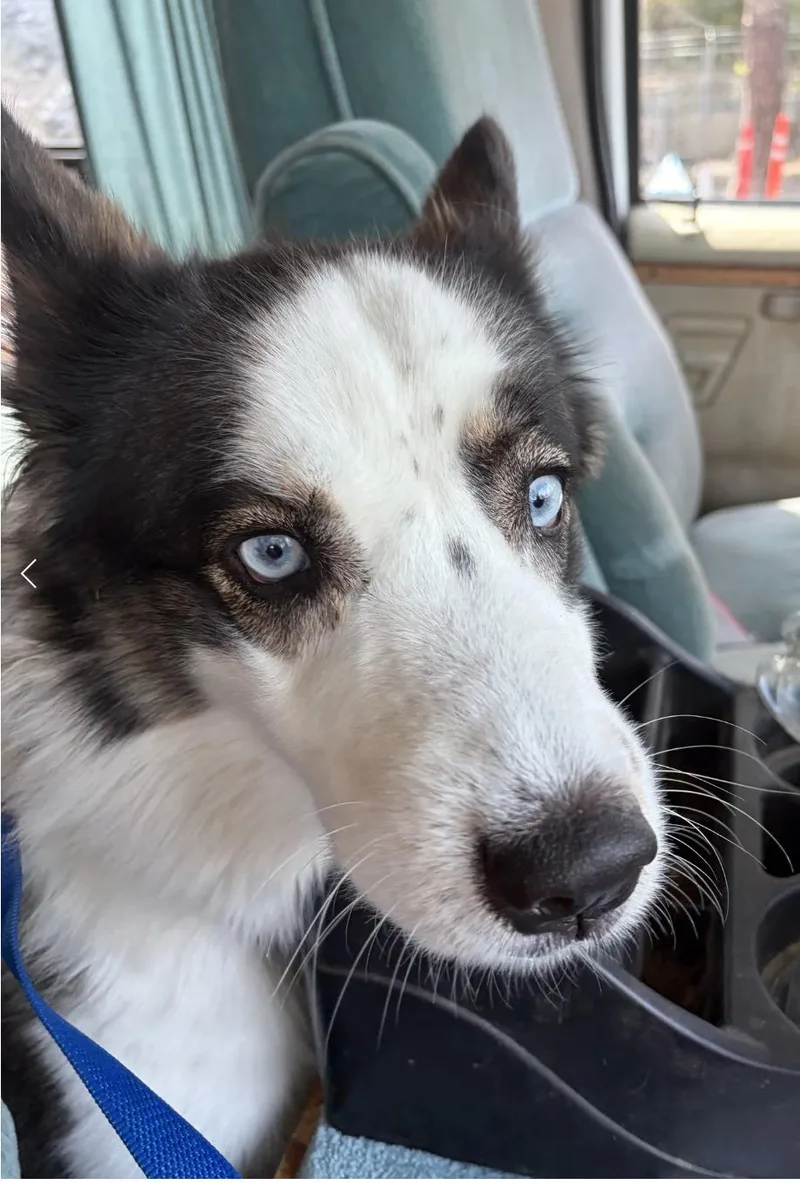 Oreo