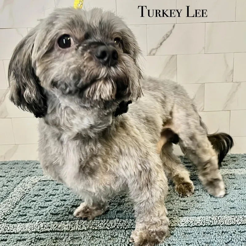 Turkey Lee thumbnail 3