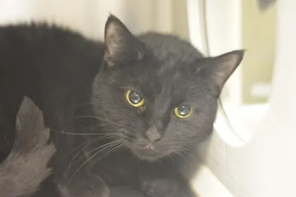 An adult medium-sized female Domestic Short Hair cat named Pixie for adoption in Fallston, MD
