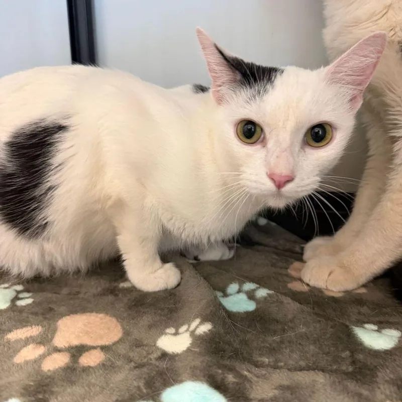 An adult medium-sized female Domestic Short Hair cat named Jayla for adoption in Kingman, AZ