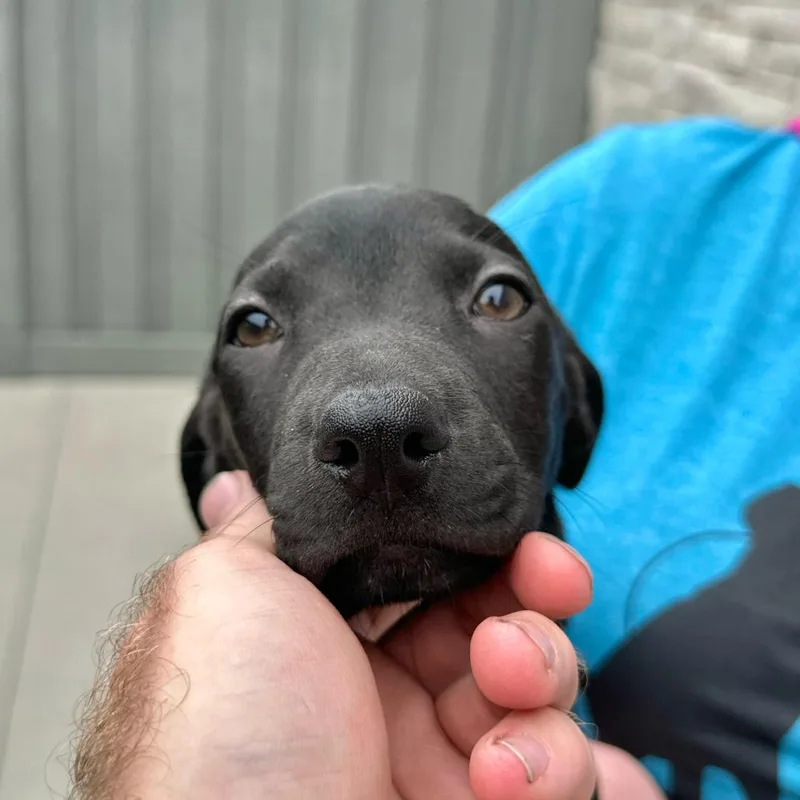 A baby small-sized female Black Labrador Retriever dog named Liberty for adoption in Matteson, IL