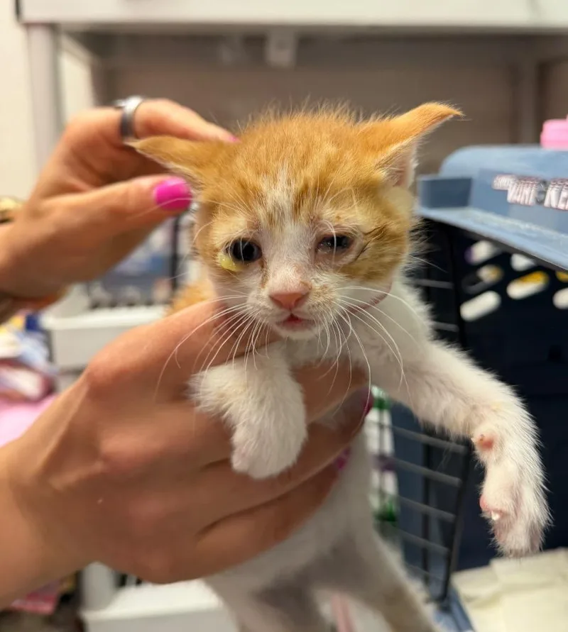 A baby medium-sized female Domestic Short Hair cat named Karen Smith for adoption in Pomona, NY